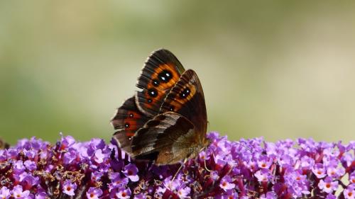 Réf. 189 167 : Erebia aethiops